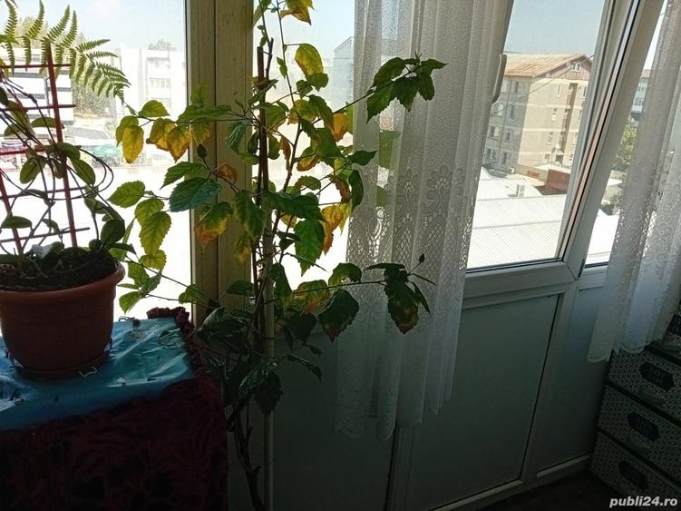 Vand Ap 3 camere decomandat ?i mansardat in Slatina,7o mp. - 6