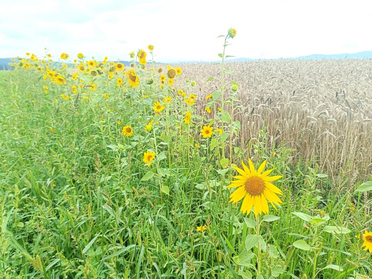 De vanzare - Teren intravilan pentru constructii – 16.500 mp / 0% comision - 15