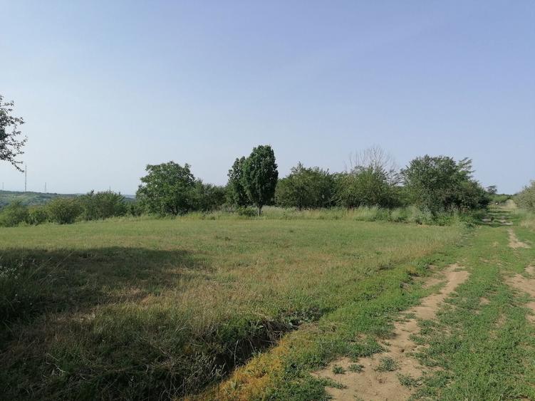 Teren 1 ha terasat, la Saldabagiu de Munte - 3