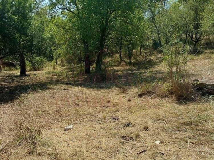 CASĂ IABLANIȚA,JUD. CARAȘ-SEVERIN - 12