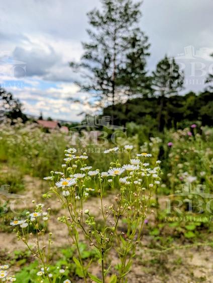 Teren intravilan pentru constructie casa in Cheile Baciului - 7