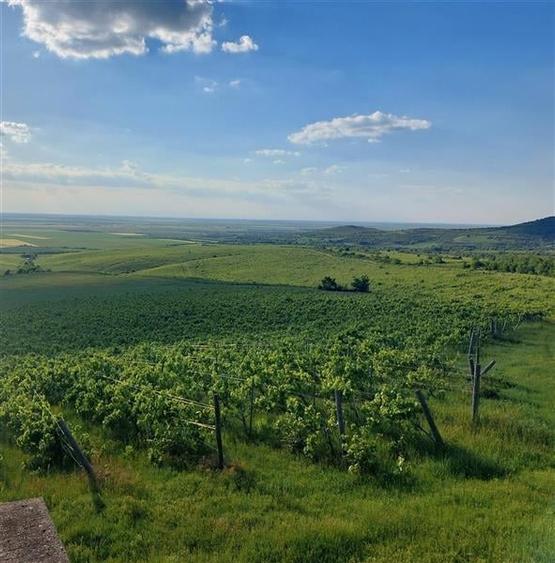 PRET REDUS!!! Proprietate viticola ecologica in zona Siria - 1