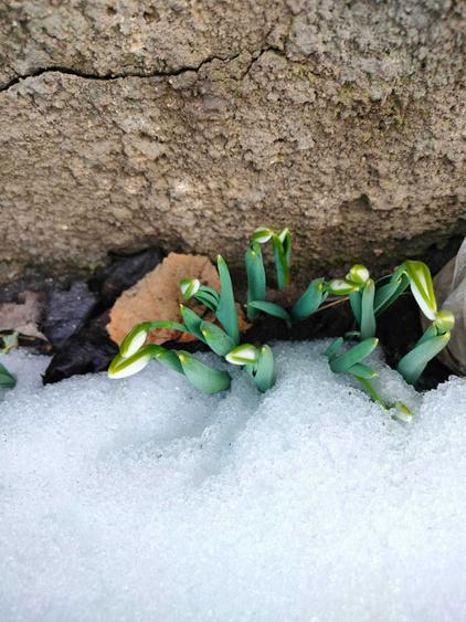 Casa primitoare in Turda Noua 733 mp Teren, Zona Linistita - 4
