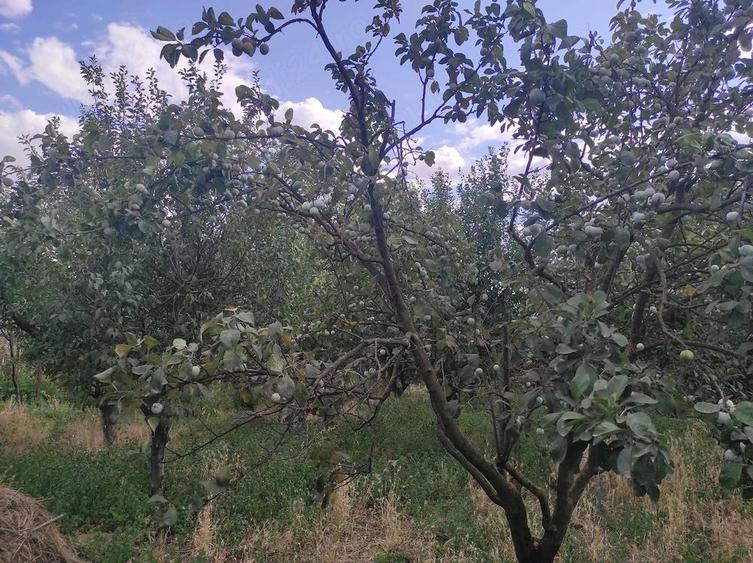 Vanzare casa - magazin - Licuriciu, Calinesti - Teleorman - teren 1400mp - 8