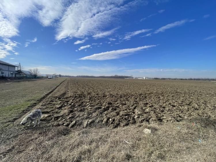 Domnesti, Teghes, teren in suprafata de 21278mp, deschidere 41ml, gaz si curent. - 6