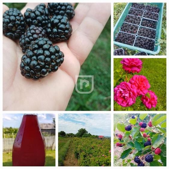 Casa la tara cu 30 ari Rasca - 17