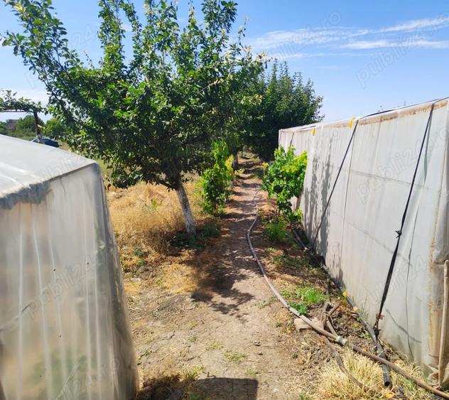 Casa + Curte + Teren arabil generos, Nerau, Teremia Mare, 1596 mp, locuibila imediat - 8