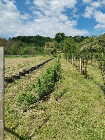 De vanzare teren Curtea de Arges strada Ramnicu Valcea - 4
