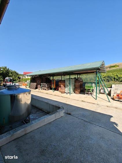 Podgorie cu hala Cotnari - Dealul Catalina - 11
