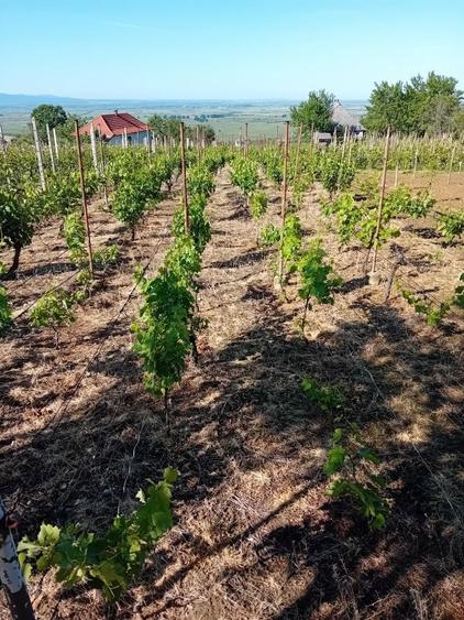 Vand casa de vacanta cu vie - 5