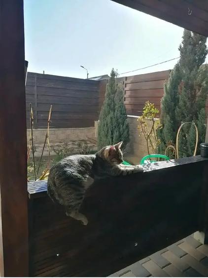 Casă cu Teren 150 Mp în Moșoaia