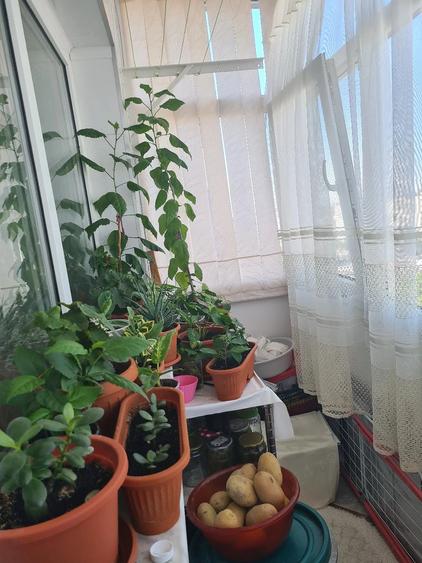 Apartament cu 2 camere semidecomandat în Alexandriei