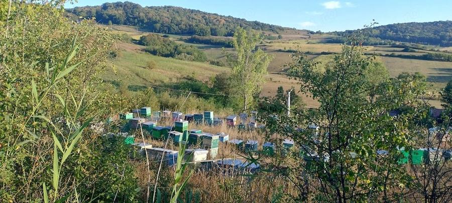 Tren cu intravilan pentru proiecte - 2