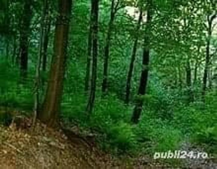 Teren de 15000 mp, în Dănești