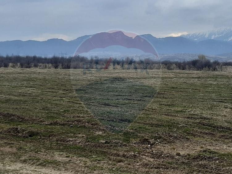 Teren agricol extravilan de 10000 mp, în Pănicel