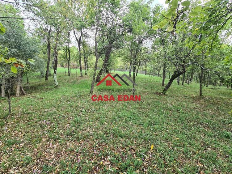 Teren Construcții intravilan de 5991 mp, în Șotrile