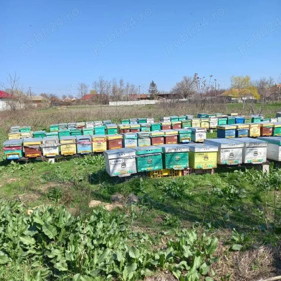 Teren de 5000 mp, în Mihai Viteazu