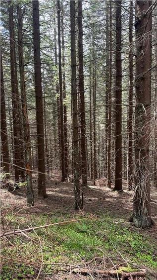 Teren agricol intravilan de 1400 mp, în Păltiniș