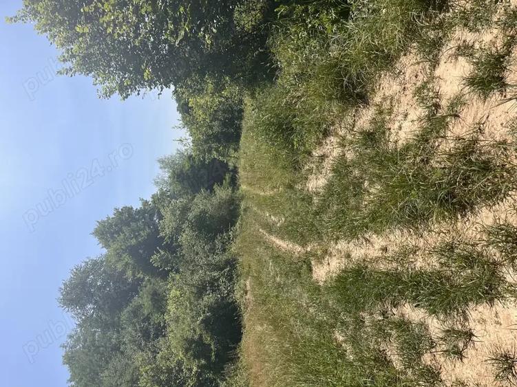 Teren de 2900 mp, în Sintești