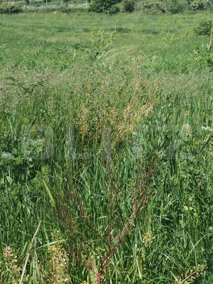 Teren agricol intravilan de 4800 mp, în Nord
