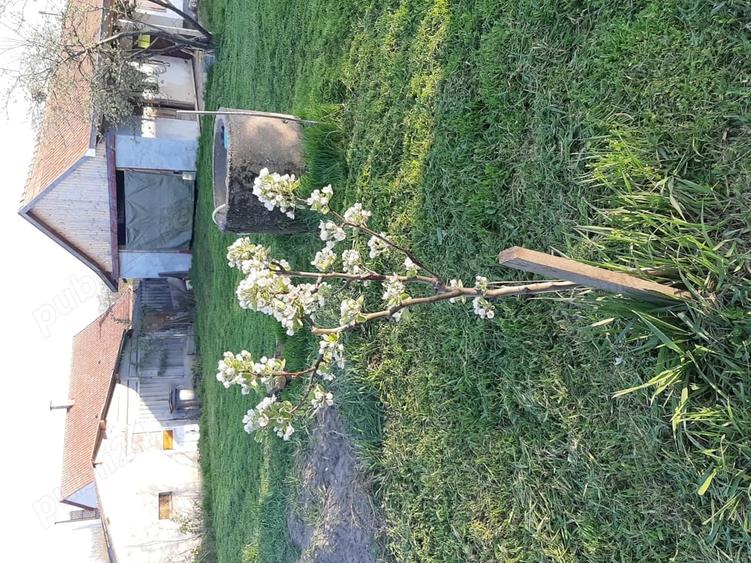 Casă cu 2 camere cu Teren 2000 Mp în Central