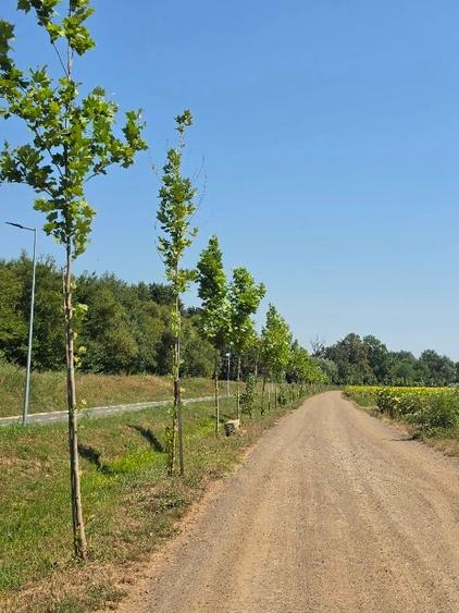 Teren Construcții intravilan de 605 mp, în Ghiroda