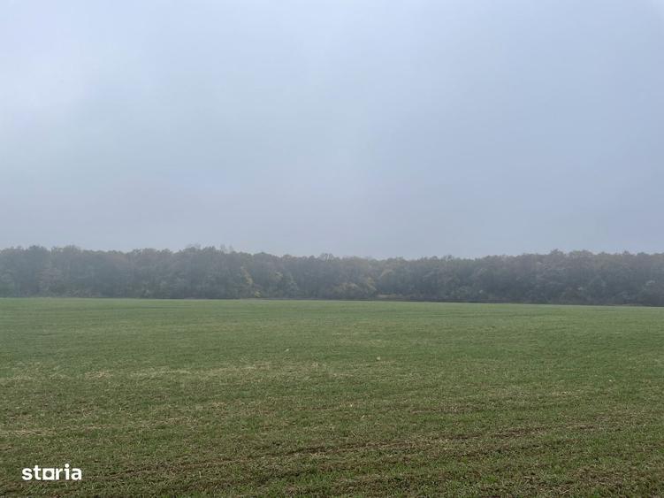9400 mp | Ideal pentru investitie | Tunari | Deschidere la padure - 3