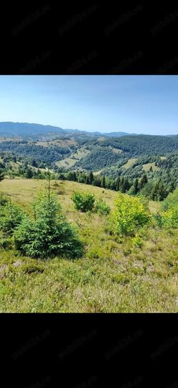 Teren de 50000 mp, în Petelei