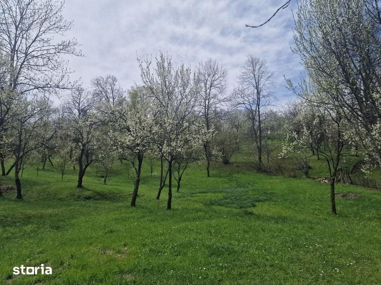 Teren de 12000 mp, în Ghioșești