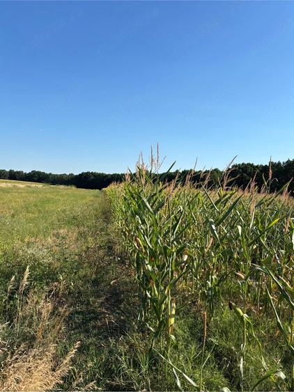 Teren de 5000 mp, în Albota