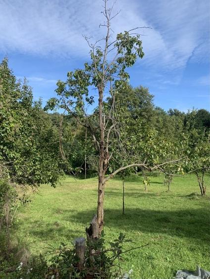 Casă cu 3 camere cu Teren 1128 Mp în Vârfuri