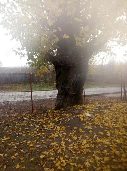 Teren de 2500 mp, în Băduleasa