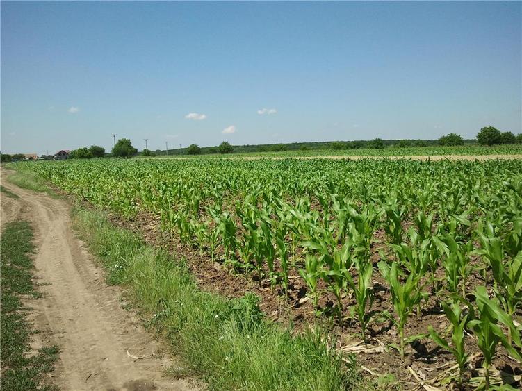 Teren de 3600 mp, în Moara Vlăsiei