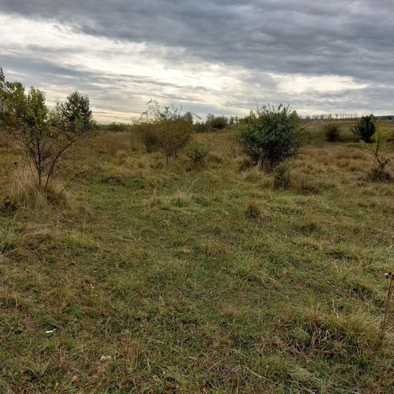Teren Construcții intravilan de 350 mp, în Borhanci