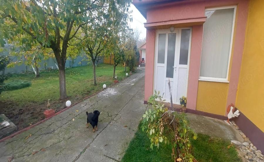 Casă cu 4 camere cu Teren 1900 Mp în Pișchia