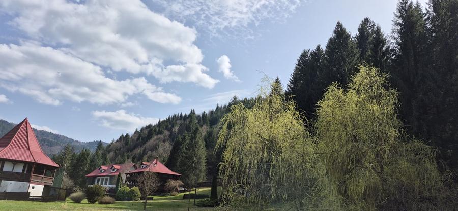 Teren de 4096 mp, în Tarcău