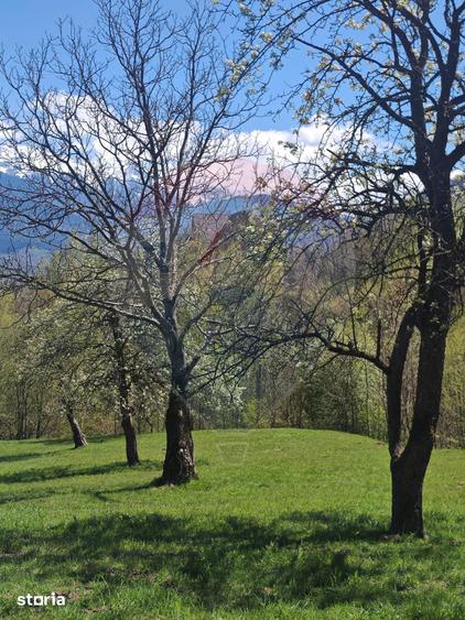 Ocazie! Teren 9735 mp Bran- Predelut / Strada Pe Tarina nr. 70A - 10