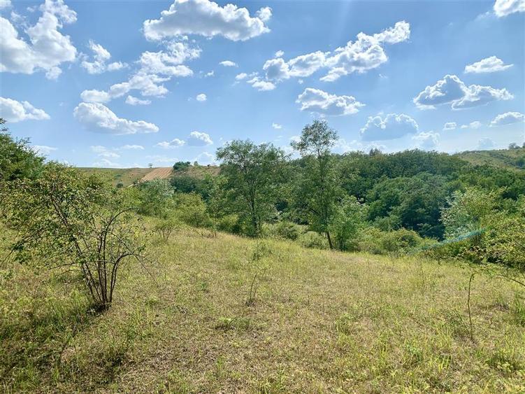 RECO Teren agricol 30.212 mp – ideal pentru livada sau plantatie de zmeura - 1