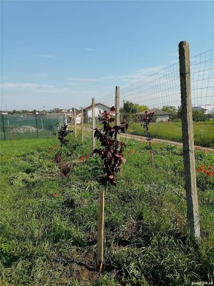 Teren de 756 mp, în Central