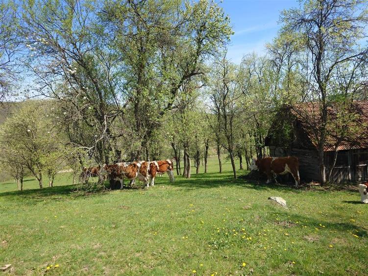 Teren intravilan de 11423 mp, în Luncoiu de Jos