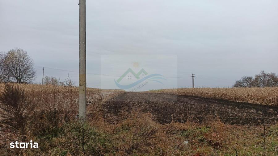 Teren de 2500 mp, în Dărmănești