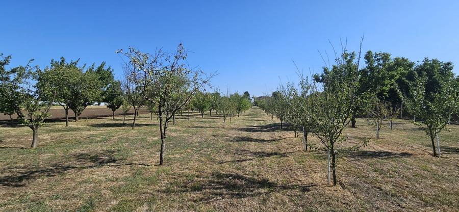 Casă individuală cu 6 camere cu Canalizare în Gelu