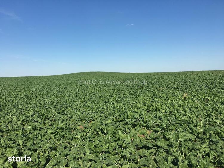 Vand Teren Agricol 103Hectare! Satchinez Biled Jud.Timi? Compact Cal1!
