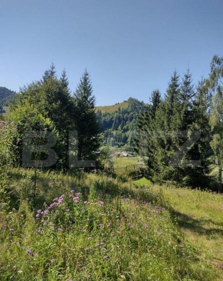 Teren 30 ari cu padure si faneata in Lunca Ilvei - 2