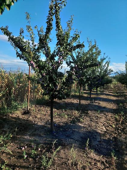 Vanzare teren în localitatea Răscruci - 6