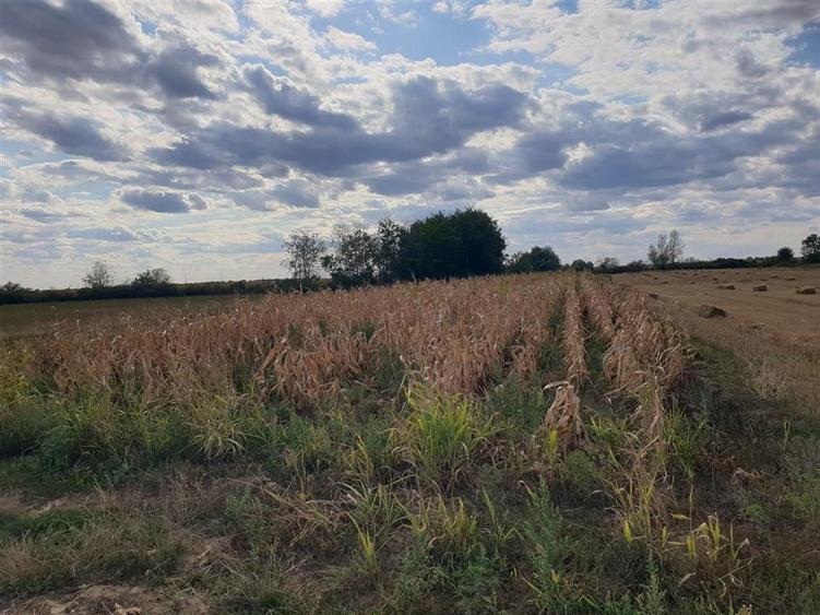 Teren extravilan in Santion - 2