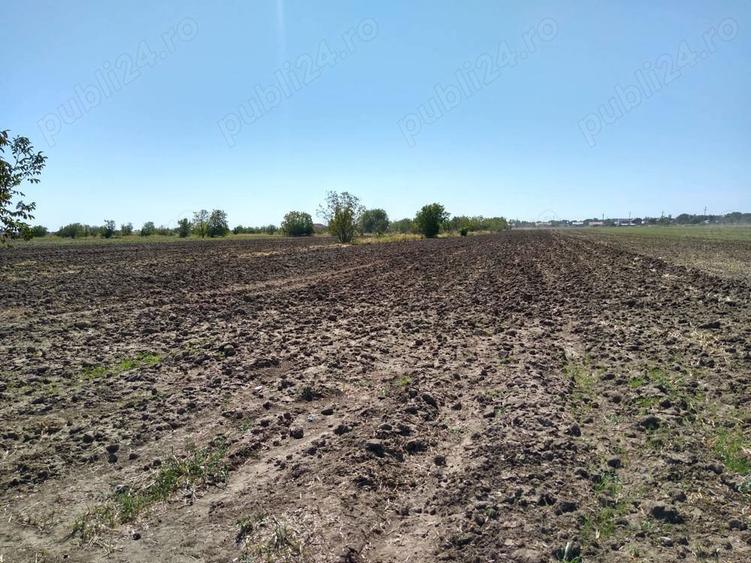 Teren la padure, Frumusani 8643mp, Proprietar Comision 0% - 3