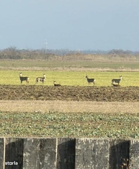 Casa de vanzare Westfield Vila Dream - 5