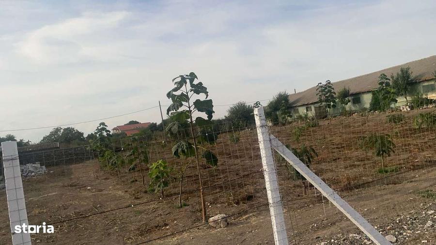 Teren Intravilan De Vanzare 2 Mai (7000 m2) - 3