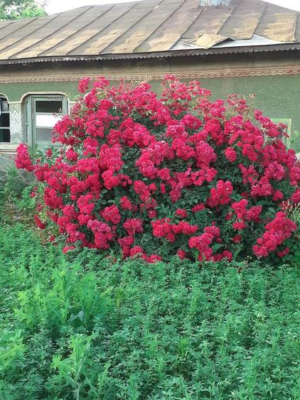 Casa de vanzare maia jude?ul lalomita - 4